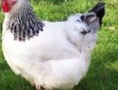 Продам яица в Ялуторовске, Инкубационое яйцо, инкубационое яйцо от домашних кур, амрокс