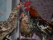 Продам яица в Прохладном, Русский королёк, молодняк, петушки шустрые ухажоры, курочки