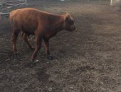 Продам в Архонской, Бычок 6 месяцев, Торг