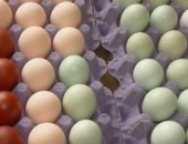 Продам яица в Хабаровске, Бройлер КОББ500 Чехия - 55 руб, Голошейный бройлер