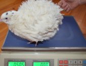 Продам яица в Ставрополе, Инкубационное яйцо белого техасского перепела, птица
