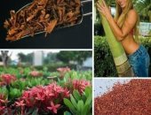 Продам в Фатике, Йохимбе, Кора дерева, Афродизиак Йохимбе - это вечнозеленое дерево