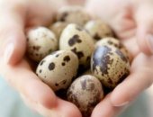 Продам яица в Волгограде, Перепелиные, со своего подсобного хозяйства! Укладываем в свою