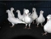 Продам птицу в округе Серпухов, Бакинский бойные голубей все мастей есть есть гоняя есть