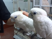 Продам птицу в городе Москва, птенцов какаду соломонов Cacatua ducorpsii и молодых