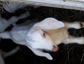 Продам козу в городе Новомосковск, Козлик 7, 05, 2023 г, рождения, Мама белая нубийка