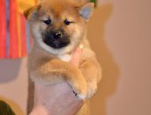 Продам собаку, самец в городе Нижний Новгород, сиба ину питомник KUMIKO YOSHI свободен