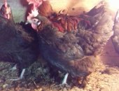 Продам с,х птицу в селе Новый Быт, Мир Кур - живой птицы, мяса и яиц, Частная птицеферма