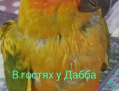 Продам птицу в городе Москва, Продадим птенца выкормыша солнечной аратинги собственного