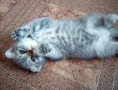 Продам шотландская, самец в Оренбурге, тся вислоухие котята 1, 5 месяца шатланской