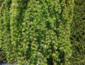 Продам комнатное растение в Пятигорске, Предлагаем широкий выбор уличных с закрытой