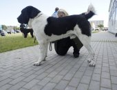 Продам собаку среднеазиатская овчарка, самец в Гвардейске, Питомник среднеазиатских