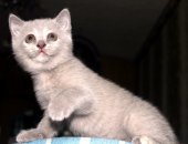 Продам шотландская, самка в Шахты, малышей, Им два месяца, питаются натуральной пищей