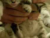 Продам шотландская, самец в Ростове-на-Дону, Шотландские котята, Родились 29, 03, 18 два
