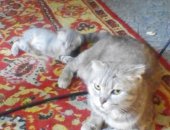 Продам шотландская в Барнауле, Окрас очень красивый: пепельный с голубым оттенком