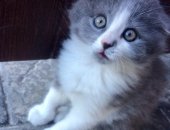 Продам кошку, самец в Цимлянске, чудного котёнка, девочку, возрастом 1, 5 месяца