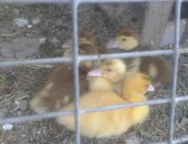 Продам с/х птицу в Хуторе Трудобеликовском, Индоутята, тся индоутята, Суточные 1000р,