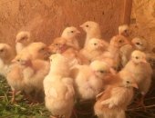 Продам с/х птицу в Кургане, Цыплята-несушки, семи дневные