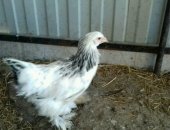 Продам с/х птицу в Шебекине, тся цыплята породы Брамма светлая, 3, 5 месяца