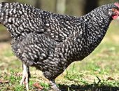 Продам яица в Казани, Мехеленская кукушка двух окрасов пера: крапчатые и БЕЛЫЕ