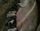 Продам свинью в Кемерове, Принимаем заявки на милых хрюшек! Шустрые вьетнамские кабанчики