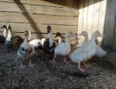 Продам с/х птицу в Иркутске, утят 1месяц, бройлерные, быстро набирают вес, от совместного