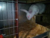 Продам в Томске, Миниферма, требующая минимум физ, усилий, Четырехярусная клетка для
