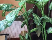 Продам комнатное растение в Саранске, Диффенбахия, Растения для офиса 1, 5м-высота