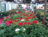 Продам комнатное растение в Калининграде, Яблони, груши, сливы, вишни, черешни, персики