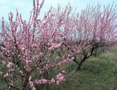 Продам комнатное растение в Воронеже, Выведен в Воронежской обл, Плоды среднего размера