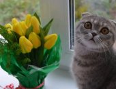 Продам шотландская, самец в Иванове, котят от шотландской веслоухой кошечки, звоните