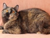 Продам шотландская, самка в Москве, кошечка, 2 года, повязана с вислоухим котиком