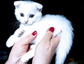 Продам британская, самец в Москве, Самый ласковый, добродушный, очень ручной и игривый