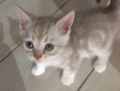 Продам британская, самка в Краснодаре, Прямоухие цена указана -девочка лиловая, девочка