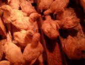 Продам птицу в Соликамске, Индюшата бройлерного направления, разного возраста, Птица