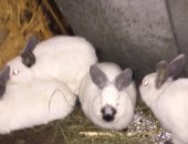 Продам заяца в Новокузнецке, Самчики 2, 5 месяца Самочки рожденые 10 февраля 27 мая