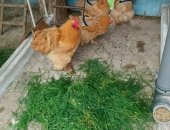 Продам яица, Инкубационное яйцо светлая брама, куропатчетая брама, палевый кохенхин 100р