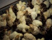 Продам яица в Понежукае, Суточные индюшата, подрощенные, яйцо инкубационное, Реализуем