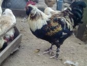 Продам с/х птицу в Владимире, Петух породы Фавероль, Активный, крупный, красивый