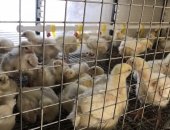 Продам яица в Санкт-Петербурге, Предлагаю Вашему вниманию бройлеров, птица высокого