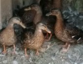 Продам в Анапе, дикую утку крякву для подсадки охотникам