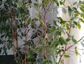 Продам комнатное растение в Нововоронеже, Фикус Бенджамина, срочно 2 фикус Бенджамина