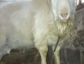 Продам в Тарусе, Зааненский козлик, Молодой активный зааненский козлик, приглашает