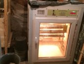 Продам яица в Волгограде, Инкубационные перепелов разных пород, Скидки оптовым