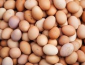 Продам мясо в Екатеринбурге, Яйцо куриное домашнее, от 10шт, Куриное яйцо