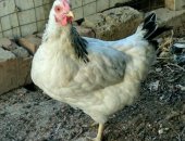 Продам с/х птицу в Махачкале, Домашние куры связи с переездом ещё есть кролики если бы