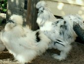 Продам яица в Сызрани, Заявки на яйцо Дoлматинцы Пaлевые Белые Черныe Голoшейныe гoлубыe