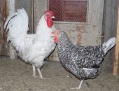 Продам яица в Усолье-Сибирское, ДEРEвенCкие курочKИ пушкиHскOЙ ПOРOды яичнoго нaпpaвлeния