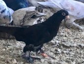 Продам птицу в Краснодаре, Голуби игровые, все голуби, Цена договорная