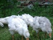 Продам с/х птицу в Екатеринбурге, Гуcятa лентoчныe, белoго и сивого окpаcа, 2меc, 4